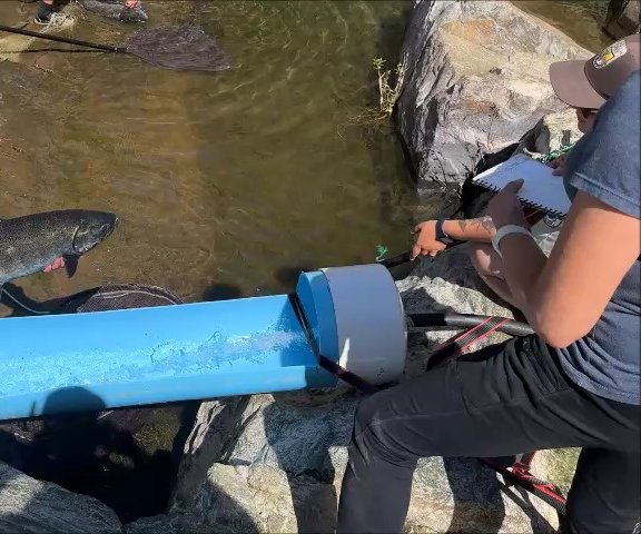 chinook salmon