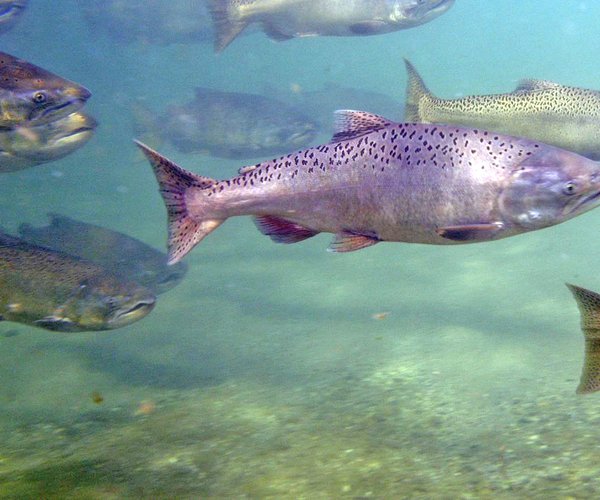 Chinook salmon from a hatchery