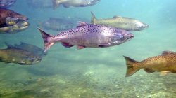 Chinook salmon from a hatchery