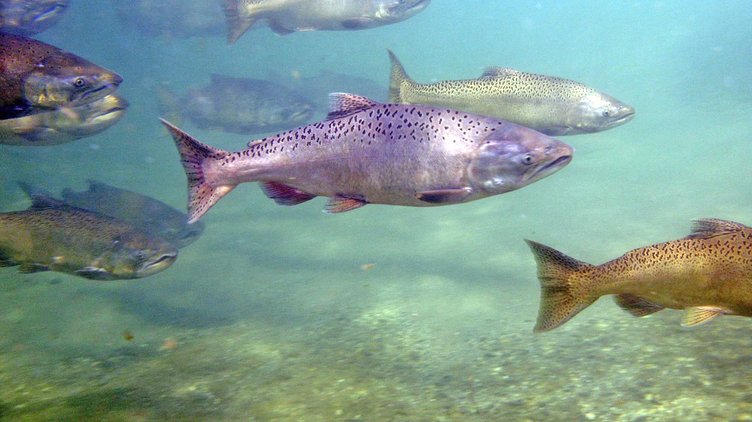 Chinook salmon from a hatchery