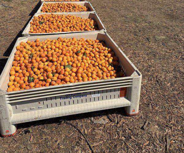 Fantozzi apricots