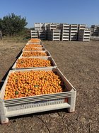 Fantozzi apricots