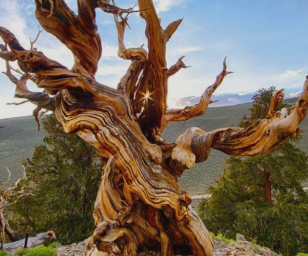 bristlecone