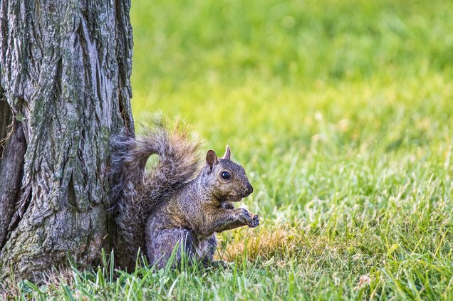 Wildlife pix