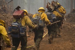 federal forestry