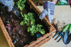 vegetable garden