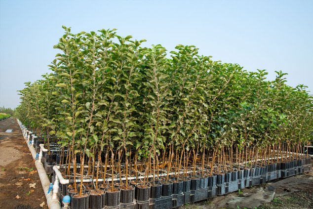 Street trees grant