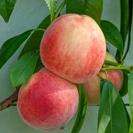 peach