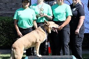 animal shelter olympics