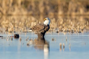 Bald eagle 813