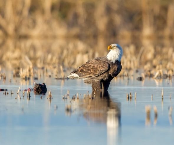 Bald eagle 813