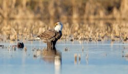 Bald eagle 813