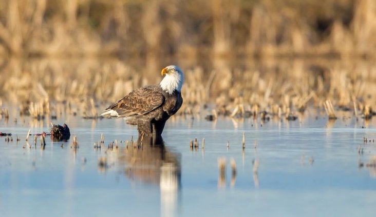 Bald eagle 813