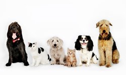 Pets 8-13