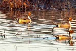 oer Wildlife