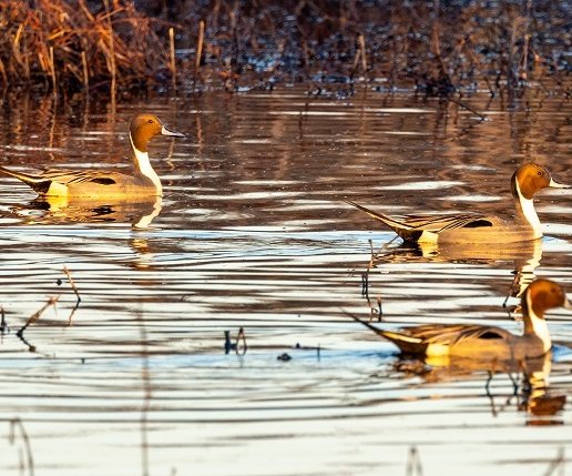 oer Wildlife