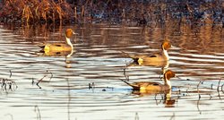 oer Wildlife