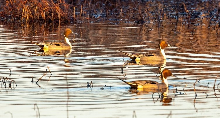 oer Wildlife