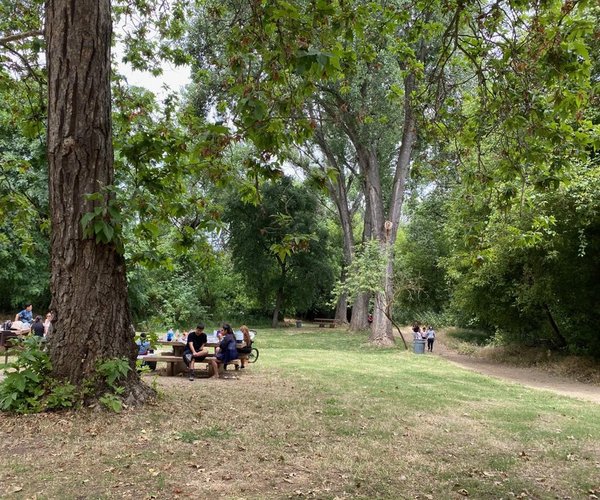 caswll oak canopy