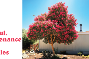 Crepe-Myrtles.png