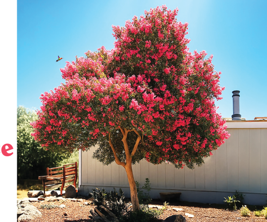 Crepe-Myrtles.png