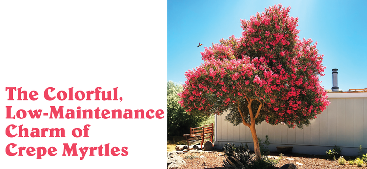Crepe-Myrtles.png