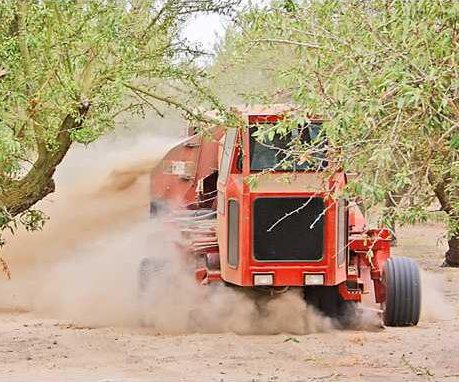 almond harvest