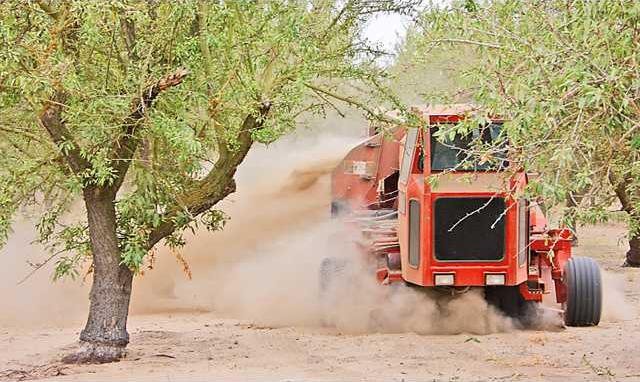 almond harvest