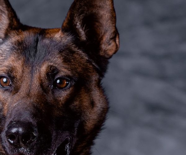 K9 Zero
