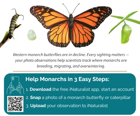 monarch
