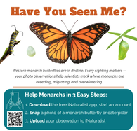 monarch