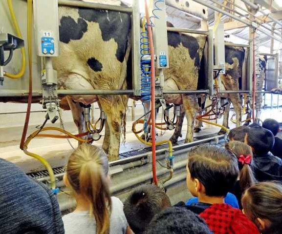 dairy