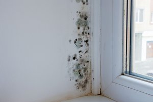 mold