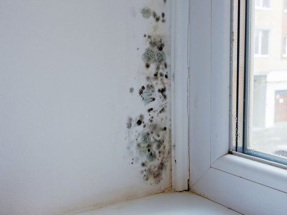mold