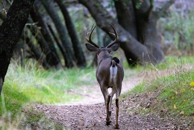 deer 910