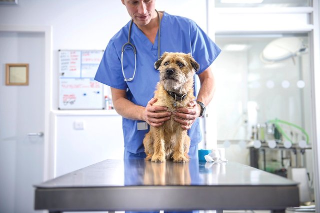 Questions And Answers About Pet Health Insurance