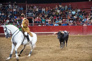 bullfight gustine 2025