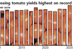 tomato production