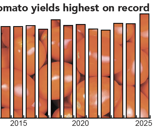tomato production