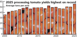 tomato production