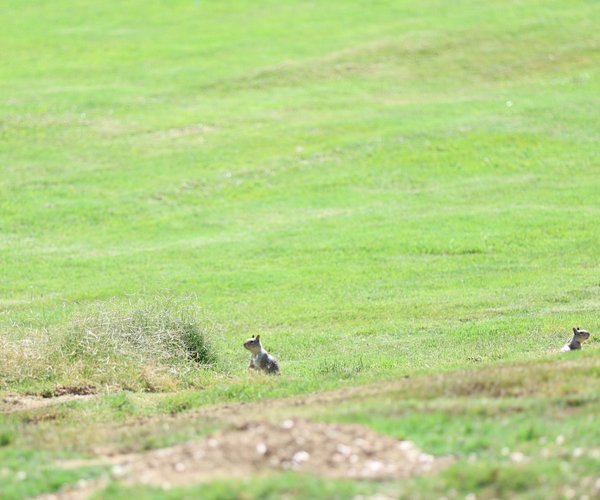 two squirrels