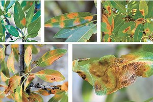 red leaf blotch