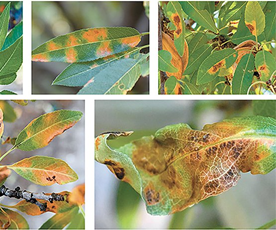 red leaf blotch