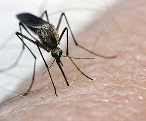 mosquitoes
