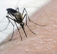 mosquitoes