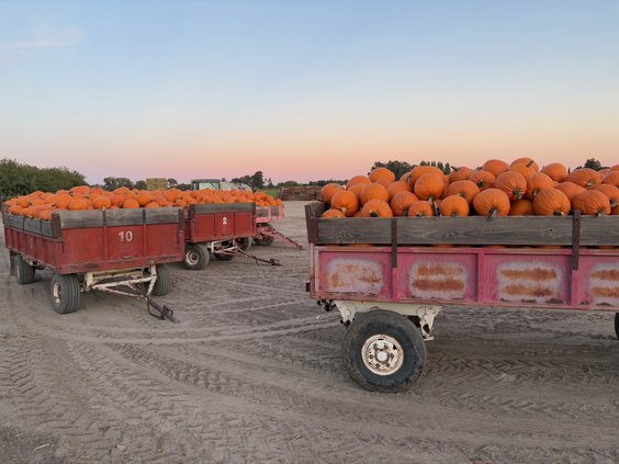 pumpkin trailer