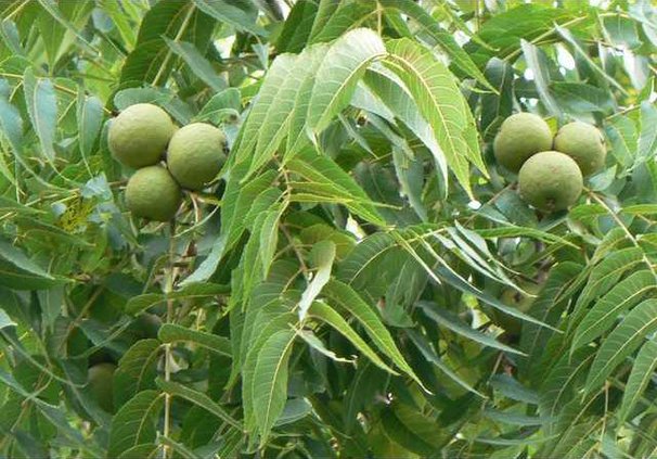 walnuts