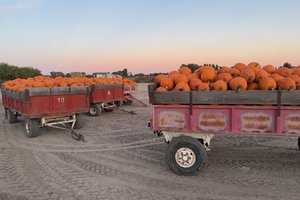 pumpkin trailer