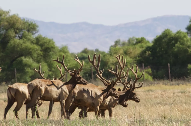 Elk pix