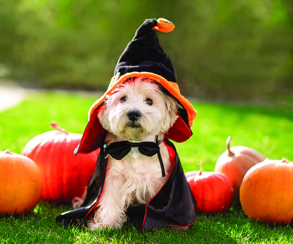 Pet safe pix